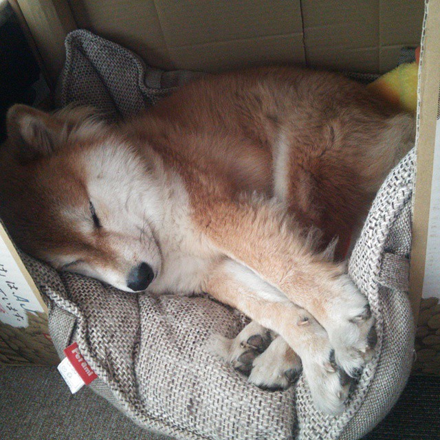 leyu乐鱼官网登录入口-艾尔切多点开火提升锋线效率，艾尔切队