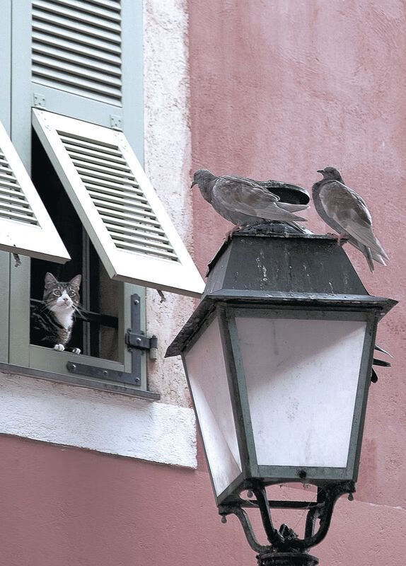 乐鱼体育平台app下载-都灵运用背身点结合持续渗透防线