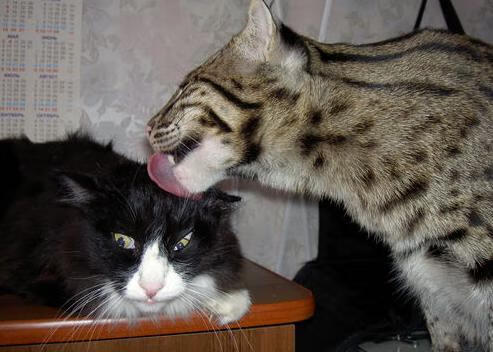 中国篮协与体育院校联合培养复合型篮球管理人才,篮协人员