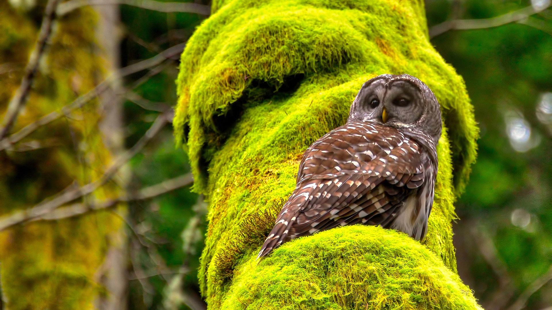 乐鱼体育-南非橄榄球潜力爆发，战绩引发全球关注，南非 橄榄球