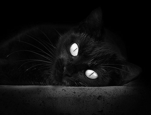 下载乐鱼体育APP-塞内加尔男篮在非洲大奖赛中夺冠，展现非洲篮球的崛起，塞内加尔足球队非洲排名