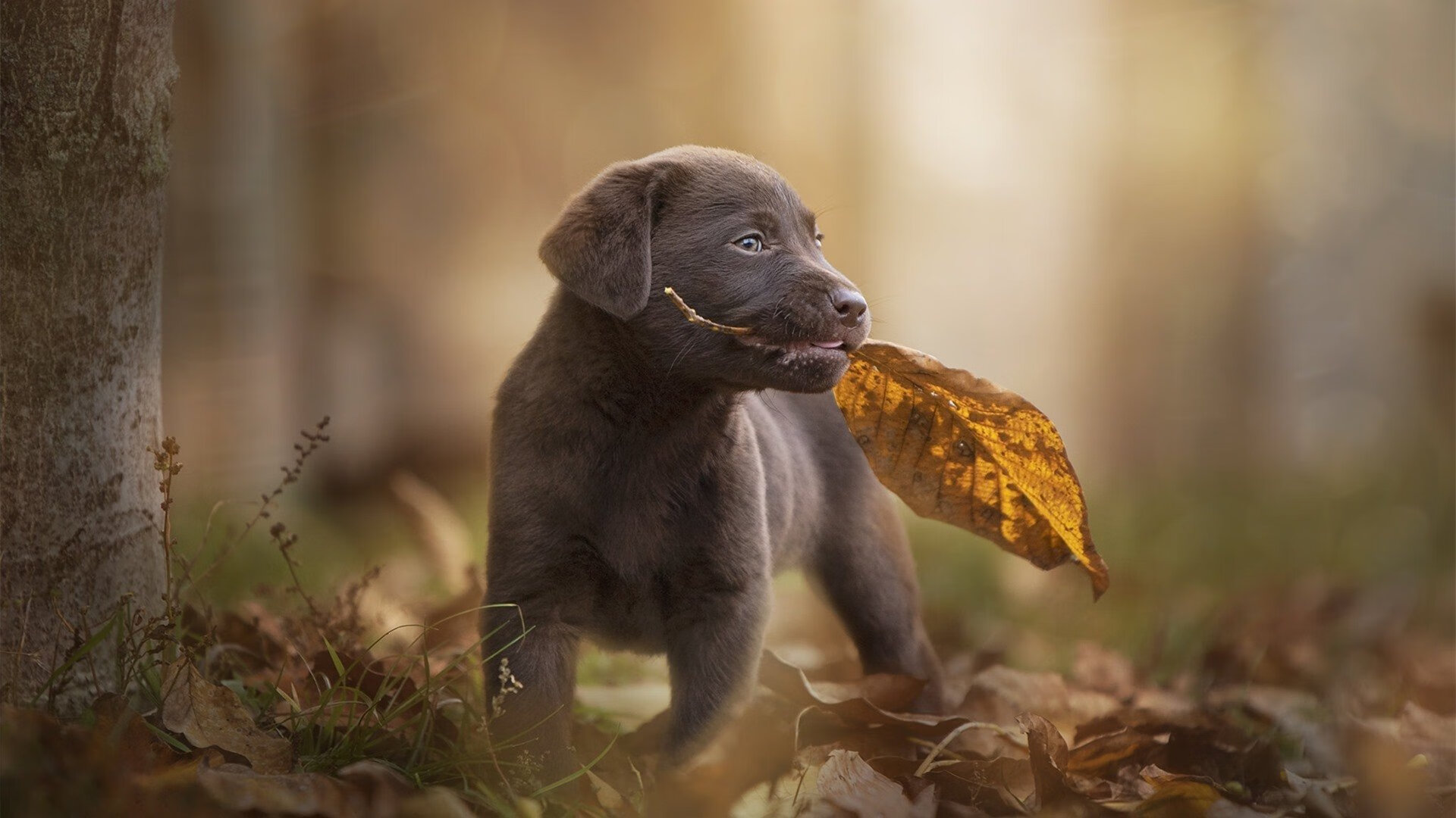 意甲反击如闪电：速度带来极致快感！，意甲意甲