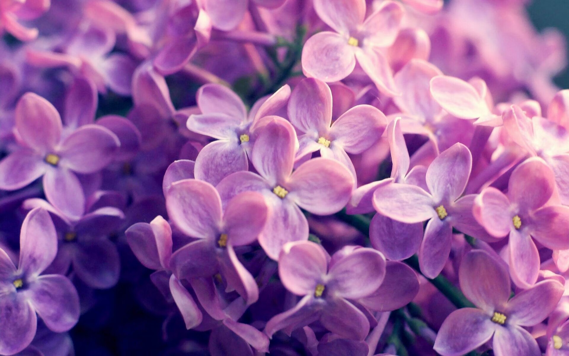 柬埔寨男篮在亚洲锦标赛中奋力争胜,体育发展迅速