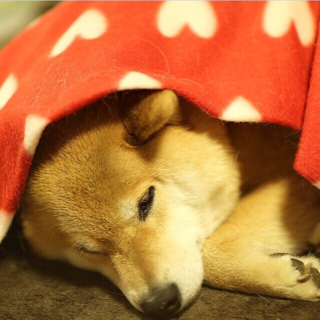 法甲年轻力量:未来领袖格局初现!,法甲青训